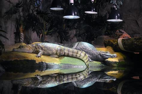 Two Caimans in Their Habitat at Cattolica Aquarium Stock Photo - Image of biology, reptile ...