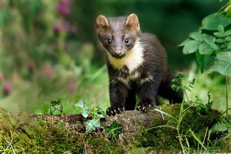 Ireland's Wild River ~ About | Nature | PBS | Pine marten, Animals ...