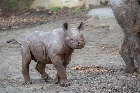 Baby rhino born at Oregon Zoo goes outside for first time with mom - Pet Rescue Report