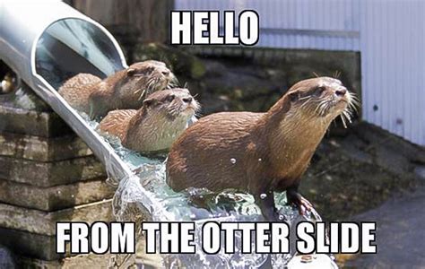 Hello From The Otter Slide Meme - In Otter News