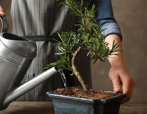 Amazing Bonsai Tree Watering Learn more here | leafyzen