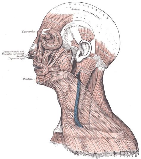 Occipitofrontalis muscle - Alchetron, the free social encyclopedia