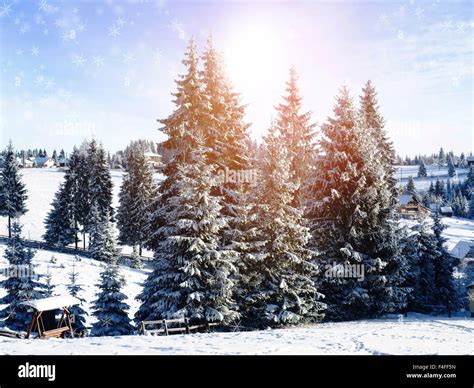 Snowy fir trees Stock Photo - Alamy