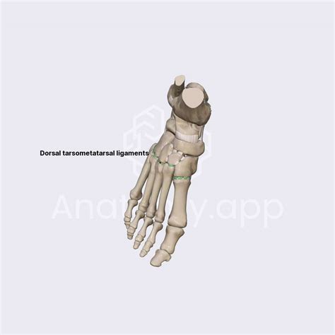 Lisfrancs joint (part 2) | Ligaments of the lower limb | Lower ...