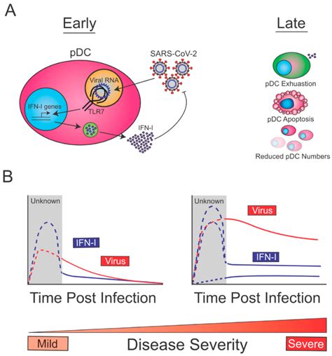 Viruses | Free Full-Text | Type I Interferon Induction and Exhaustion ...