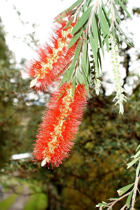 Bottle brush flower stock photo. Image of tree, flower - 141728362