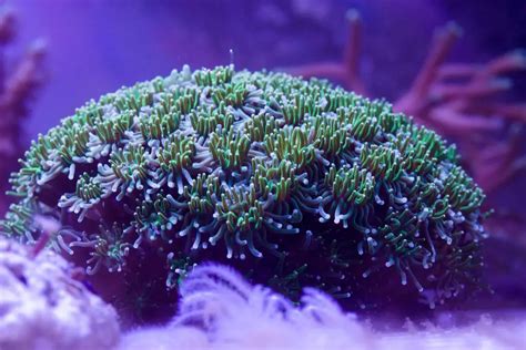 Green Star Polyps (GSP) Coral Care: The Complete Guide - AquaticStories