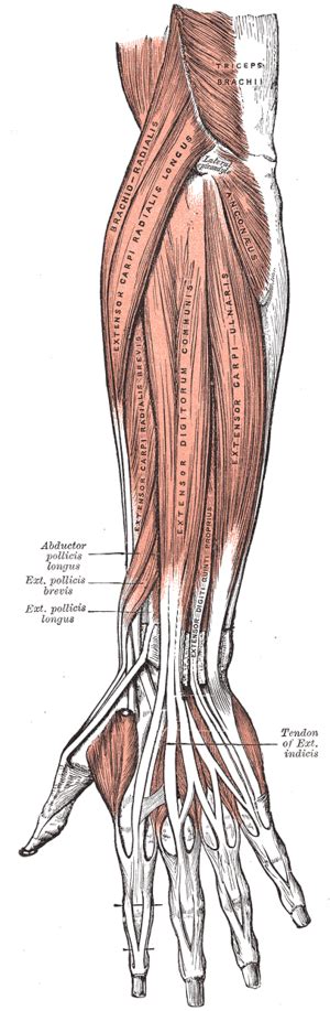 Extensor Pollicis Brevis Muscle