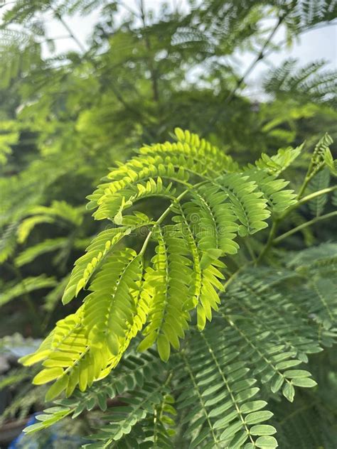 Feuille d'acacia photo stock. Image du centrale, jardin - 66793874