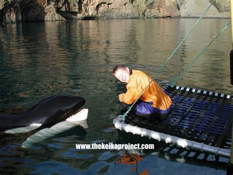 Keiko the killer whale with his Bodyguard Svenni. The Keiko Project ...