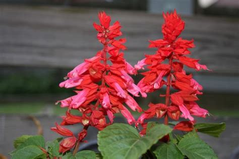 Salvia, Bunga Sage - Urban Garden