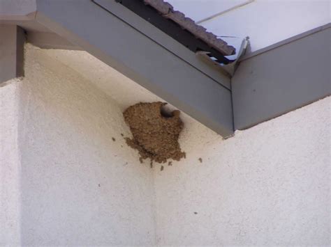 swallow nest removal gallery - Swallow Nest removal service