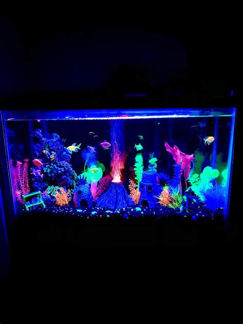 My 29 Gallon GloFish Tank : r/fishtank