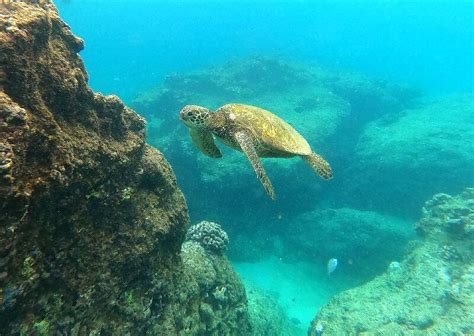 Best Snorkeling in Oahu - The Ultimate Underwater Guide