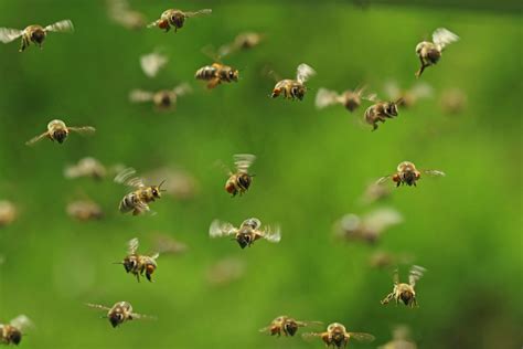 Bee and Wasp Removal Myths | The Bee Man