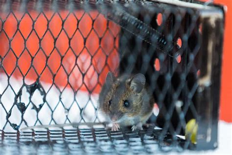 Here Are The Best Outdoor Mouse Traps (And How To Use Them) - Pest Pointers