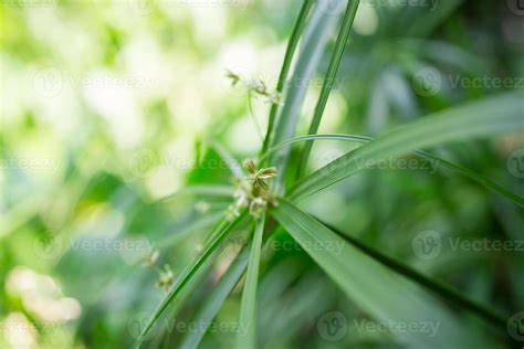 green leaf in nature, nature background 17781858 Stock Photo at Vecteezy