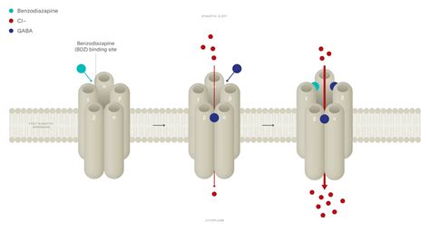 Mechanism of action of the benzodiazepines - Neurotorium