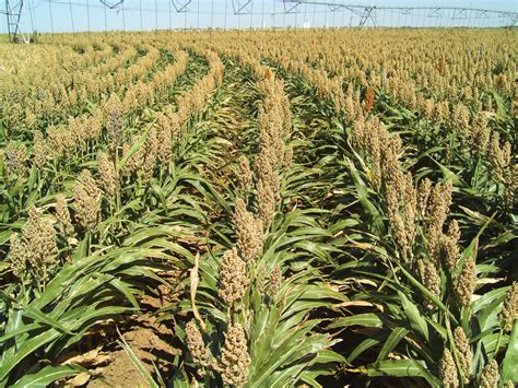 Sorghum Joins Corn, Soybeans At The Federal Biofuel Table | Iowa Public ...