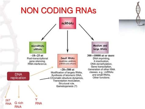 Non Coding RNAs in replication