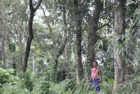 Jadav Payeng: The Man Who Created A Forest In India