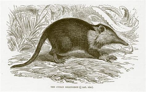 Cuban solenodon stock image | Look and Learn