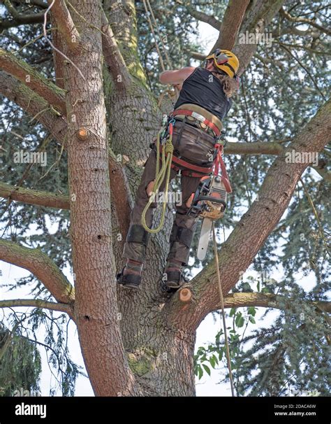 Tree Surgeon or Arborist climbing a tree using his safety ropes Stock ...