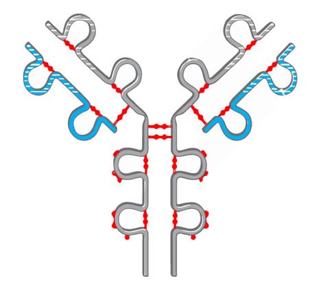 Disulfide Bond Mapping Services: Unlocking Protein Structure