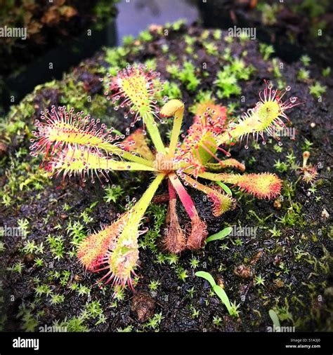 Sundew plant hi-res stock photography and images - Alamy