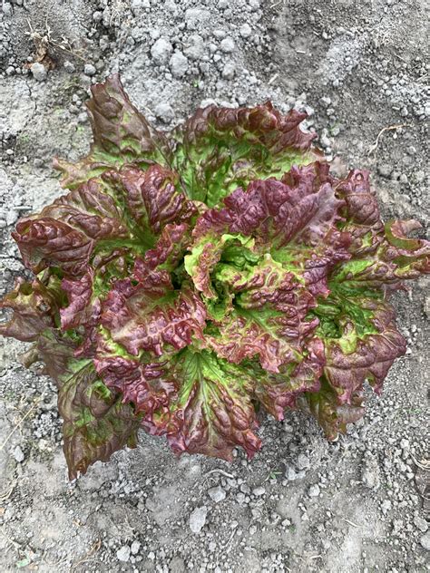 Red Leaf Lettuce - Snow Farms