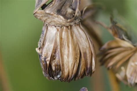 How To Collect Dahlia Seeds | Storables