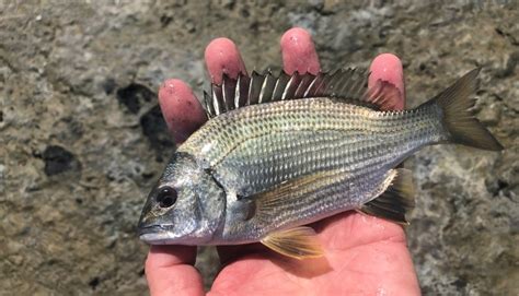 Department for Environment and Water | New generation of black bream appearing in the Coorong