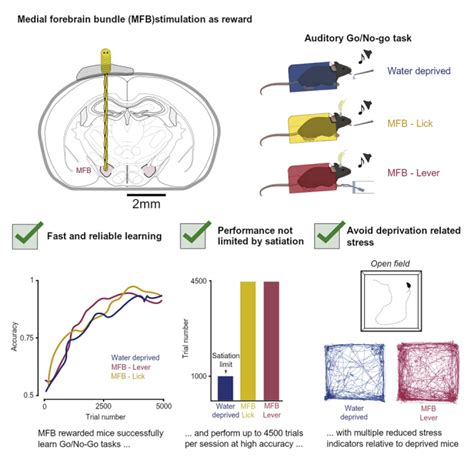 Enhanced perceptual task performance without deprivation in mice using ...