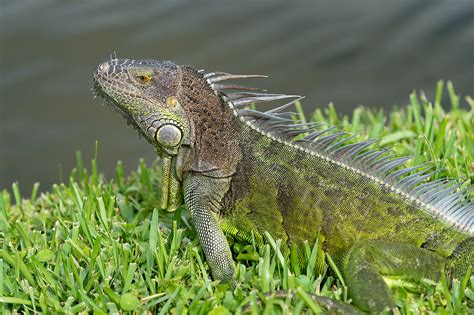 Do Iguanas Lay Eggs? | Incredible Things