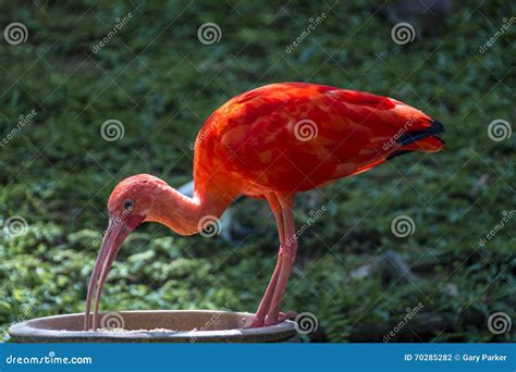 Scarlet Ibis stock photo. Image of environment, bird - 70285282