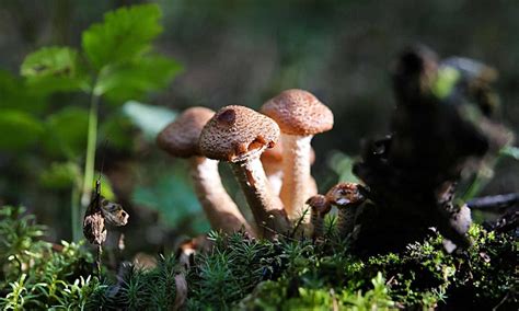 Edible Fungi Background Images, HD Pictures and Wallpaper For Free ...