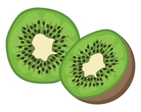 fresh kiwi fruit 10438224 Vector Art at Vecteezy