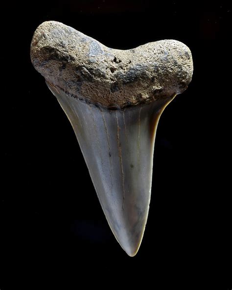 20130221_6204 | Fossilized tooth of extinct Mako Shark, 28mm… | Flickr