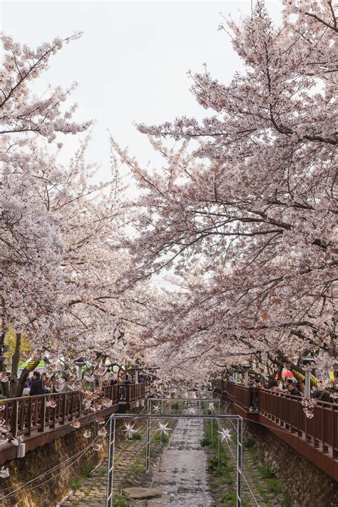 Jinhae Cherry Blossom Festival: ALL You Need to Know!