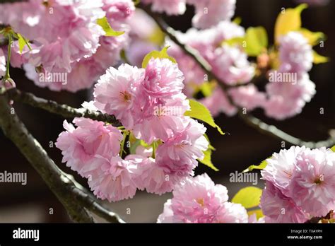 Japanese cherry blossoms Kyushu cherry blossoms Stock Photo - Alamy