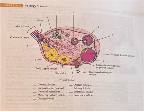 Solved FIGURE 15.7 Histology of ovary. Mesovarium Connective | Chegg.com