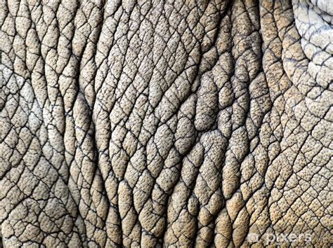 Wall Mural rhino skin texture - PIXERS.US