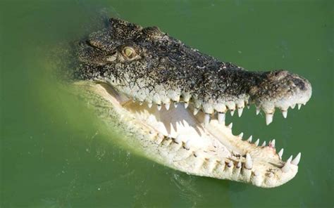 How to Defend Yourself From a Crocodile Attack | Modern Survival