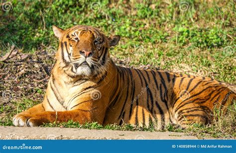 A Royal Bengal Tiger - Roar Stock Photo - Image of roar, animal: 140858944