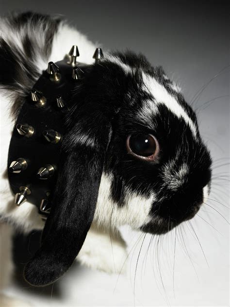 Black And White Rabbit, With Studded Photograph by Michael Blann - Fine ...