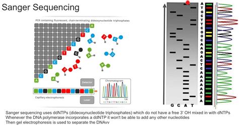 Sanger Sequencing - YouTube