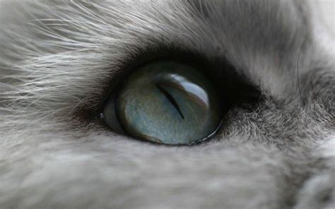 cat eyes Wallpapers HD / Desktop and Mobile Backgrounds