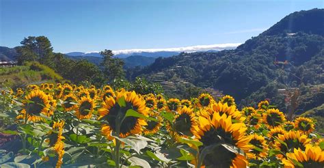 Flower Farm & Garden in Baguio - Baguio Flower Farm - Yoorekka