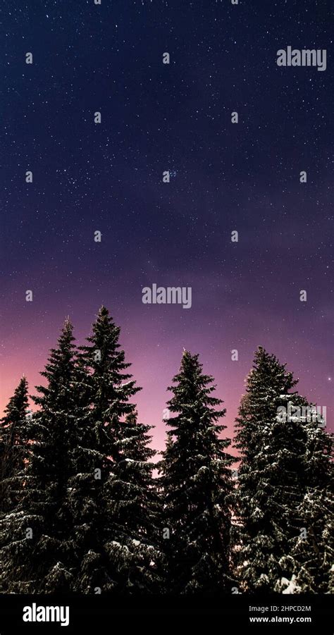 pine trees covered in snow on a starry night Stock Photo - Alamy