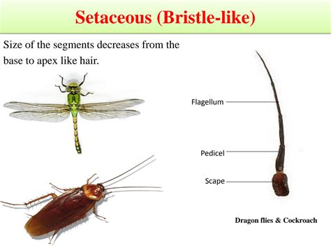 SOLUTION: Types of insect antennae - Studypool